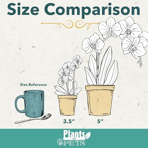 Premium White Live Orchid Plant Blooming in 3.5" Blue & White Orchid Pot, Live Plants, Houseplant Gifts, Approx. 16" Tall, Pet Friendly Houseplants, Phalaenopsis Moth Flower by Plants for Pets - Image 5