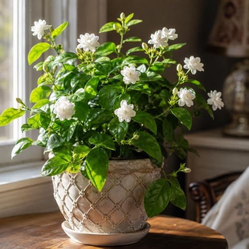 Maid of Orleans Jasmine Plant Live | 4-8 Inch Tall | Fragrant White-Blooming Jasmine | Easy to Grow Live Jasmine Plant for Indoor Home Décor - Image 6