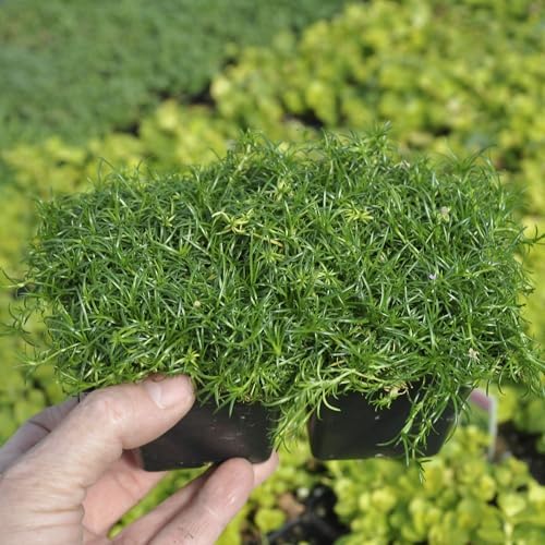 Sagina subulata, Irish Moss, Pearlwort, ground cover, Cnt Sz: 4pk - Image 4