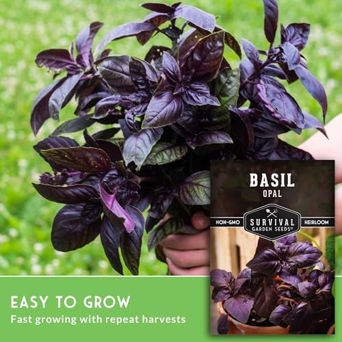 Opal Basil Seeds for Planting - Survival Garden Seeds (5 Pack) - Image 3