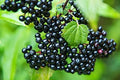 4 Fresh Black Bearing Elderberry Cuttings to Grow - Grow 4 Elderberry Tree Plants - Prized for Healthy Fruit by CZGrain