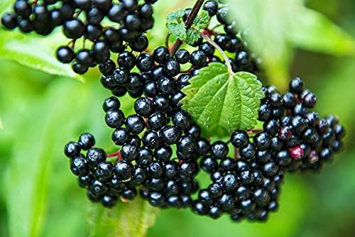 4 Fresh Black Bearing Elderberry Cuttings to Grow - Grow 4 Elderberry Tree Plants - Prized for Healthy Fruit by CZGrain