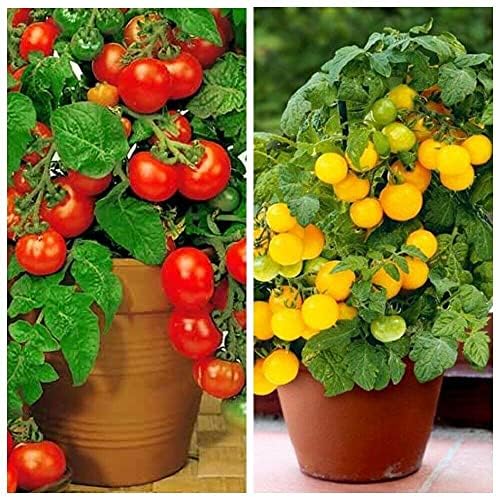 MOCCUROD 100 Seeds Indoor Cherry Tomato Dwarf Red and Yellow Tomato Rare Vegetable Heirloom Seeds - Image 5