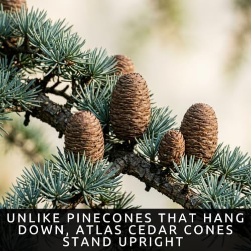 50 Atlas Cedar Seeds | Cedrus Atlantica Evergreen Tree Seeds for Planting - Image 3