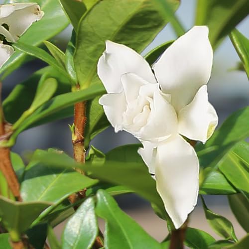 Brussel's Bonsai - Small Gardenia Live Bonsai Tree, Potted Outdoor Plant - Image 4