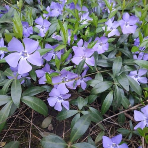 25 Vinca Periwinkle Live Plants, Hardy Flower Plant, 6-8 Inch Tall - Image 3