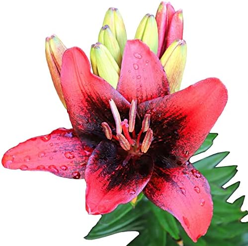 Easy to Grow Lilium Asiatic Tango Lily 'London Heart' Plant Bulbs (3 Pack) - Black & Red Flowering Blooms in Summer Gardens by EasytoGrow