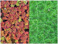 Azolla Caroliniana 10+ Live Plants, Water Velvet for Cultivation & Feeding by Unknown