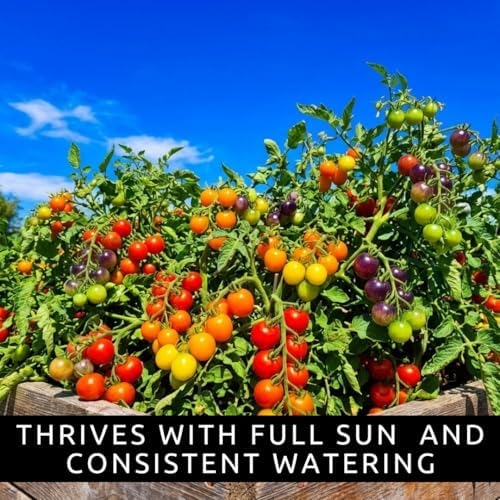 Rainbow Cherry Tomato Seeds for Planting, Colorful Mix, 100 Premium Seeds - Image 2
