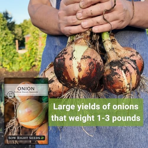 Sow Right Seeds-Yellow Sweet Spanish Onion Seed for Planting Vegetables 3pk - Image 5