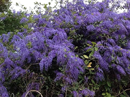 Purple Queens Wreath, a/k/a Sandpaper, Bluebird Vine, Live Plant - Image 3