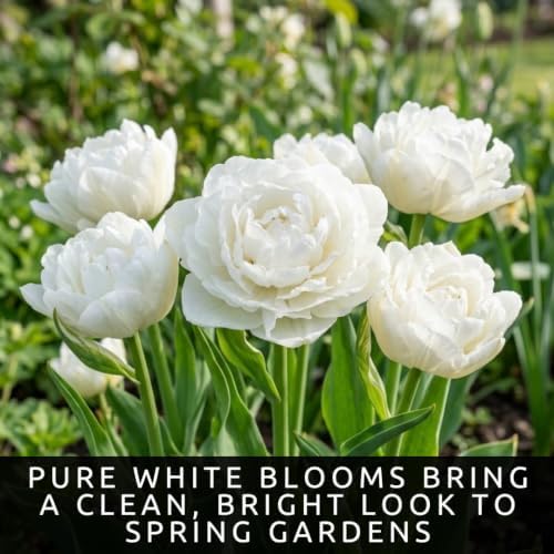 25 White Wedding Dress Tulip Bulbs | Double White Tulips for Spring Gardens - Image 2