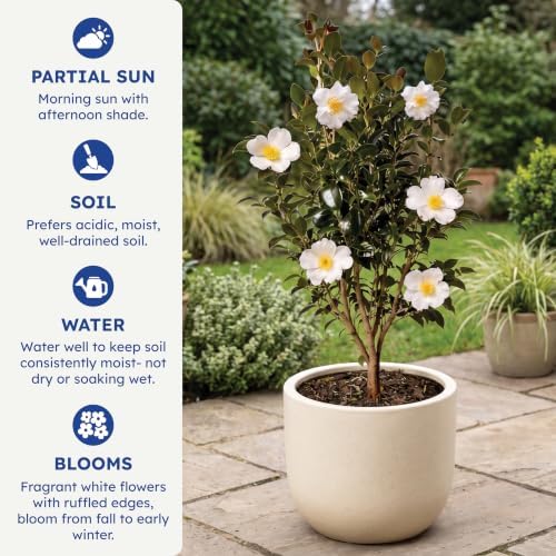 Setsugekka Camellia, Live Evergreen Flowering Shrub, 3 Gallon - Image 6