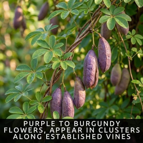 30 Chocolate Vine Seeds | Akebia Quinata Climbing Vine Seeds - Image 3