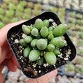 Live Succulent Cactus Plants (2" Pot Adromischus Oviforme) by USKC