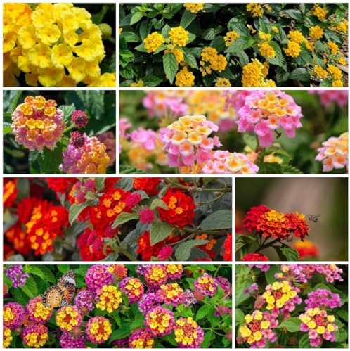 300+ Lantana Flower Seeds – Colorful Perennial Mix, Attracts Butterflies & Hummingbirds, Drought & Heat Tolerant, Long-Blooming Garden Flowers for Outdoor Planting - Image 2