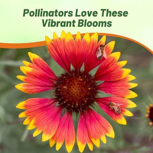 Outsidepride Gaillardia Pulchella Red Indian Blanket Seeds for Planting - 5000 Pcs Annual Flower Seeds, Heat & Drought Tolerant for Xeriscaping, Borders, & Small Garden Spaces (Pack of 2) - Image 6