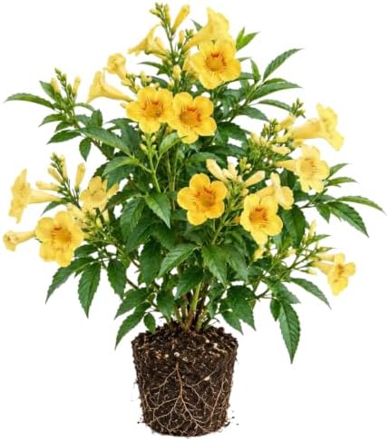 Set of 4 Tecoma Stans Yellow Bells Live Plants, 4-8 in, No Pot by BEEJOYSSHOP