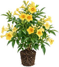 Set of 3 Tecoma Stans Yellow Bells Live Plants, 4-8 in, No Pot by BEEJOYSSHOP