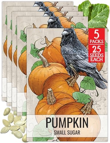 Seed Needs Small Sugar Pumpkin Seeds to Plant Vegetables - 5 Packs by SeedNeeds