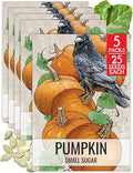 Seed Needs Small Sugar Pumpkin Seeds to Plant Vegetables - 5 Packs by SeedNeeds