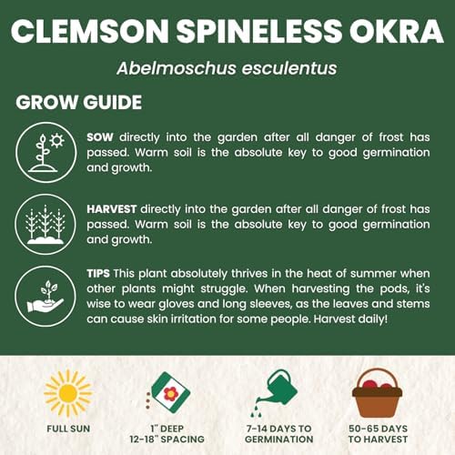 Okra Clemson Spineless – 225 Premium Seeds for Planting – High-Yield, Tender Heirloom Pods for the 2026 Season – 15 Gram Pouch - Image 4