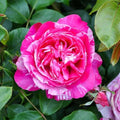 Heirloom Climbing Roses, Live Own Root Plant, Raspberry Cream Twirl™ by HeirloomRoses