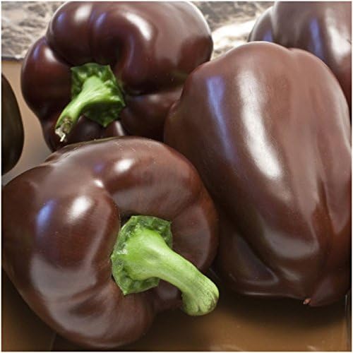 Seed Needs Sweet Chocolate Bell Pepper Seeds to Plant Vegetables - 1 Pack - Image 2