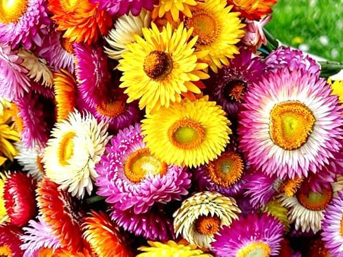 2500+ Mixed Strawflower Seeds for Planting - Non-GMO Heirloom Seeds, Drought Tolerant, Attracts Pollinators, Ideal for Pots, Cut Flower Garden, Dried Arrangements & Crafts - Image 4