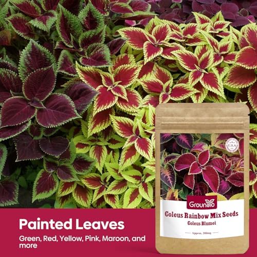Groundio Coleus Rainbow Mix Seeds for Planting – Coleus Colorful Flower Seeds, Non-GMO Heirloom Seeds for Outdoor & Indoor Garden, Containers, Borders, Patios (Coleus scutellarioides) - Image 5