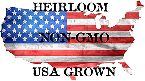 40+ Spaghetti Squash Seeds for Planting - Heirloom Non-GMO USA Grown Winter Squash Seeds by RDR Seeds - Image 6
