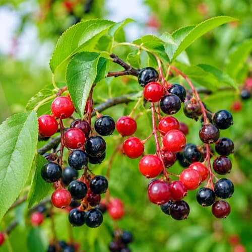 Black Cherry Tree - 6-12" Tall Live Plant by Unknown