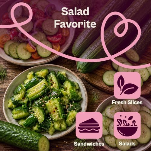 SVI 30 Telegraph English Cucumber Seeds (Cucumis sativus) – English Cucumbers, Cucumber Seed Packets – Heirloom Vegetable Seeds for Home Garden & Vegetable Garden, Raised Beds, Containers - Image 4