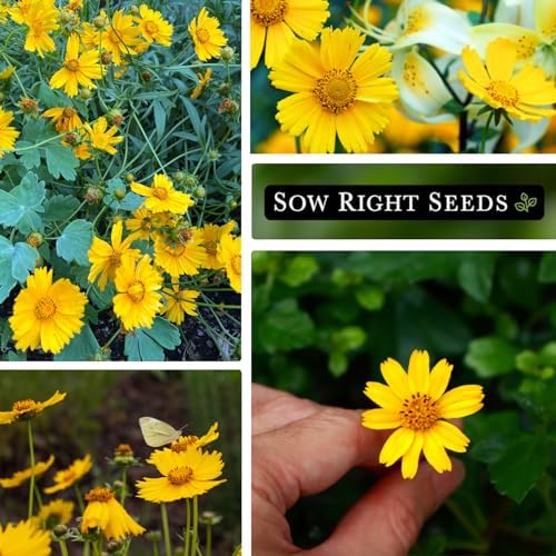 Sow Right Seeds - Dwarf Lance-Leaved Coreopsis Seed for Planting Perennial - Image 4