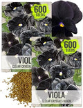 Seed Needs Black Pansy Seeds to Plant a Gothic Butterfly Garden 2 Packs by SeedNeeds