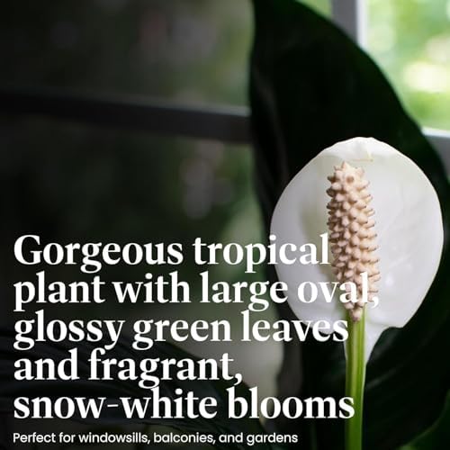 American Plant Exchange Peace Lily 'Domino' Variegated– 6-Inch with Pot Cover, 1-2 Ft Tall, Live Indoor Flowering Houseplant, Easy Care, Low Light, Housewarming, Sympathy, or Party Gift - Image 3