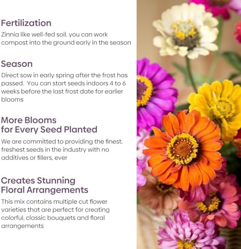 Groundio Zinnia Seeds, 3000+ Mixed Colors Large Blooms Seeds, Non GMO Zinnia Elegans for 2027, High Germination Heirloom Wildflower Seeds for Planting Outdoor, Pollinator Gardens Borders & Containers - Image 4