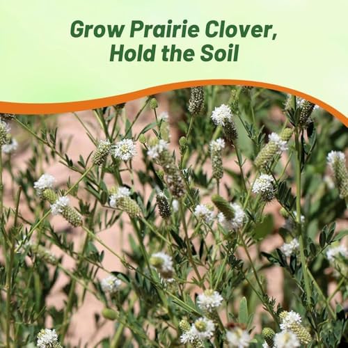 Outsidepride White Prairie Clover Seeds - 1 lb. Perennial Seeds for Planting, Easy to Grow, Drought & Heat Tolerant, High Protein Forage for Livestock, Ideal for Meadow Gardens, & Xeriscaping - Image 6