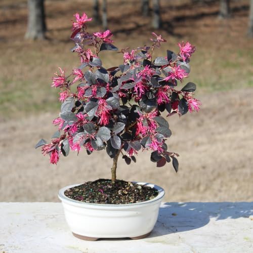 Brussel's Bonsai - Medium Live Bonsai Tree with Tray, Potted Indoor Plant - Image 4