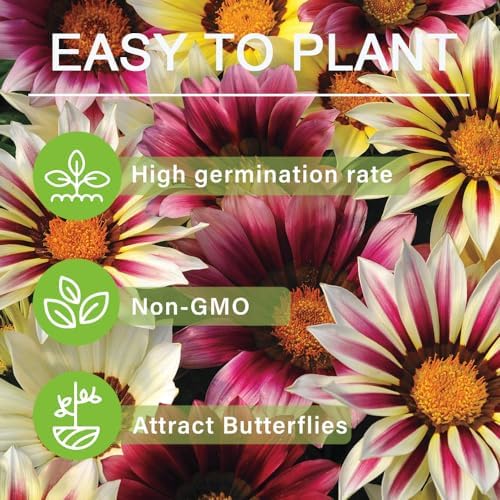 100+ Gazania Seeds Ground Cover for Planting Outdoor-Gazania Splendens Seeds Heat & Drought Tolerant Garden Flower - Image 7