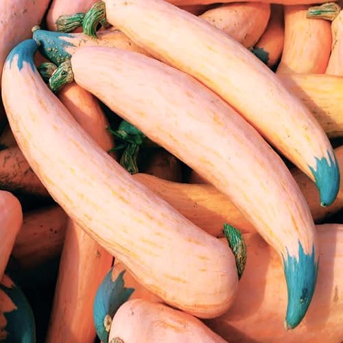 North Georgia Candy Roaster Seeds - 60+ Count - for 2026 Planting Georgia Pumpkin Pink Banana Winter Squash Plymouth Rock Garden Non-GMO Heirloom Vegetable Grow Your Own Home Farm by TomorrowSeeds