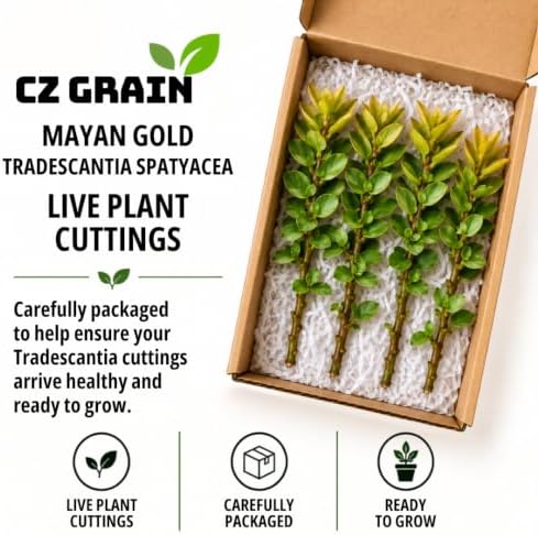 4 Mayan Gold Tradescantia Live Cuttings, Golden Trailing Houseplant Vine - Image 5