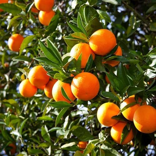 Mix Dwarf Bonsai Fruit Tree Seeds for Planting, 40+ Lemon Tree Seeds 40+ Cherry Tree 40+ Orange 40+ Apple 20+ Blueberry, Organic Fruit Seeds, 5 Variety Individual Packs - Image 4