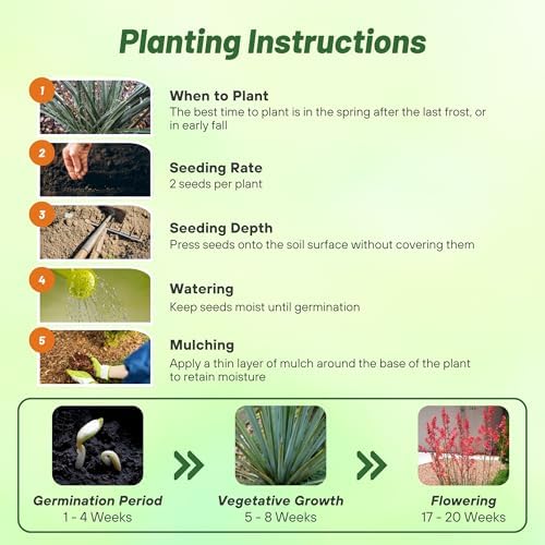 Outsidepride Red Yucca Seeds for Planting - 25 Pcs Drought Tolerant Flower Seeds with Evergreen Foliage & Pollinator-Friendly Flowers, for Xeriscaping, Dry or Sandy Landscapes - Image 4