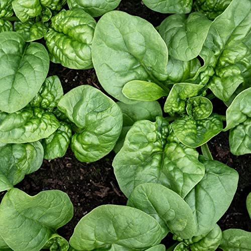 Organic Spinach Seeds (Bloomsdale Long Standing) - Approx 300 Seeds - USDA Organic, Non-GMO, Open Pollinated, Heirloom, USA Origin - Image 4