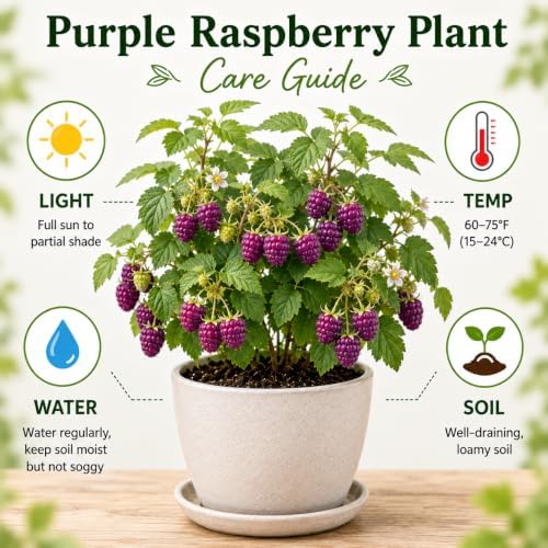 2 Purple Thornless Raspberry Plants Live, Sweet Edible Berry Bush, 4-9" - Image 2