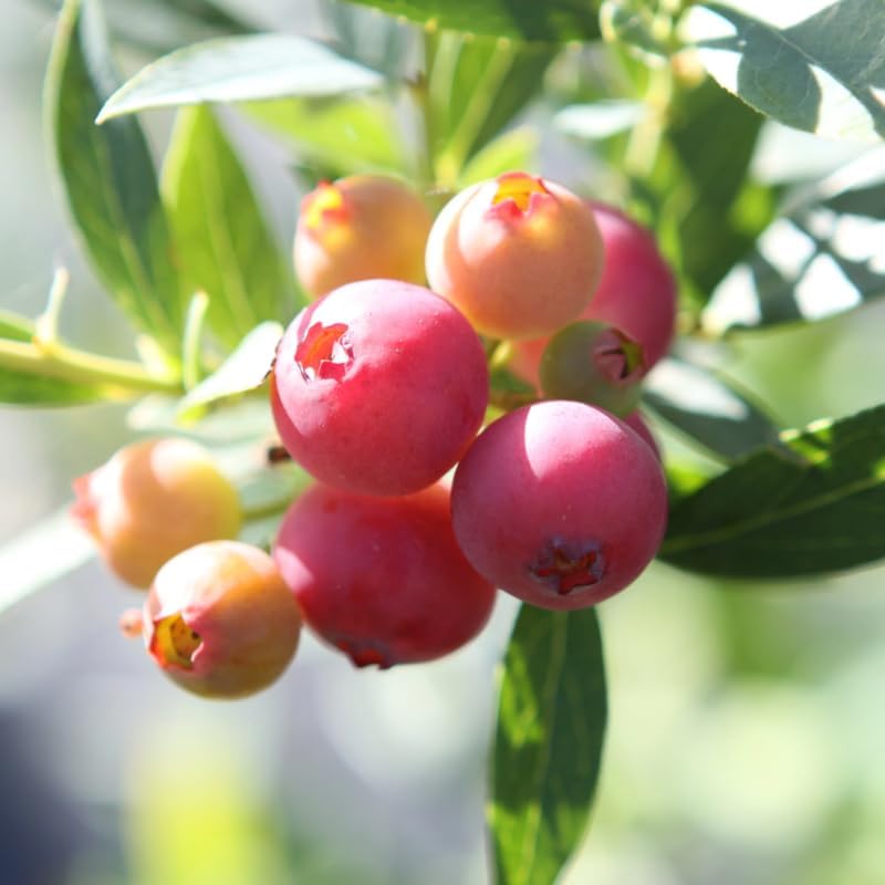 Pink Lemonade Blueberry Bush Live Plant, Edible Fruit Plant - Image 3