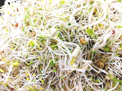 Variety Pack Sprouting Seeds. One Pound. Includes one Pack of Broccoli, Alfalfa, Radish & Mung Beans. for Sprouts and Microgreens. Non-GMO. Seeds for Jar or Trays. Each Pack is a Quarter Pound - Image 5