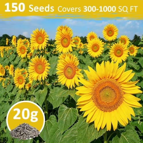 Fall Flower Seeds, 150+ Giant Mammoth Sunflower Seeds for Planting, Open Pollinated Ornamental, Easy to Grow for Garden, Outdoor Planting & Landscaping - Image 4