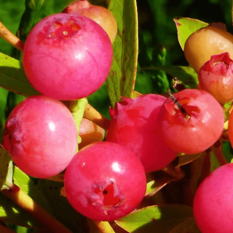 2 Pink Lemonade Blueberry Plants Live, Sweet Berry Shrub, 5-12" Tall - Image 2